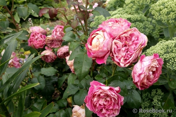 Centenaire de l'Haÿ-les-roses ®