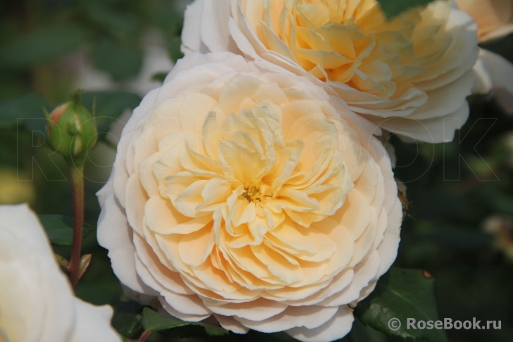 Crocus Rose® 