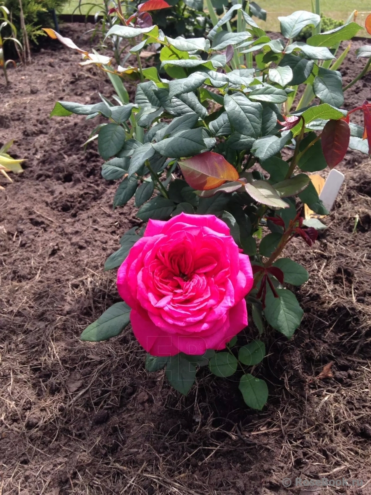 Johann Wolfgang von Goethe Rose®