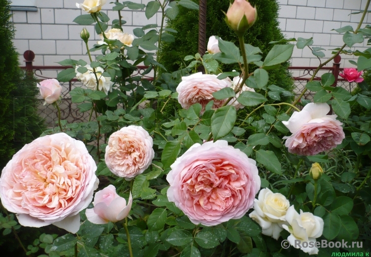 Abraham Darby