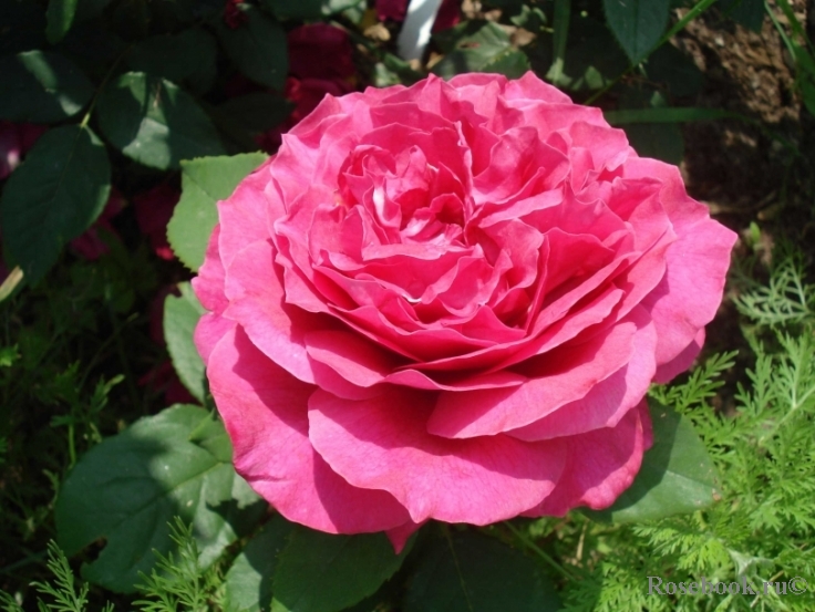 Rosier Rose Lalande de Pomerol ®