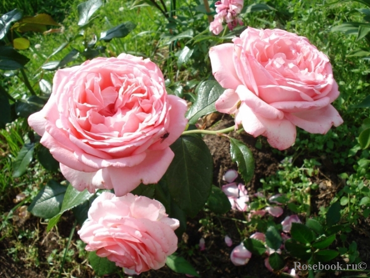 La Rose de Molinard ®