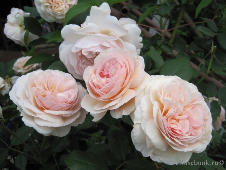 A Shropshire Lad