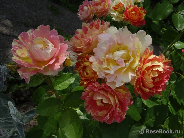 Rose des Cisterciens 