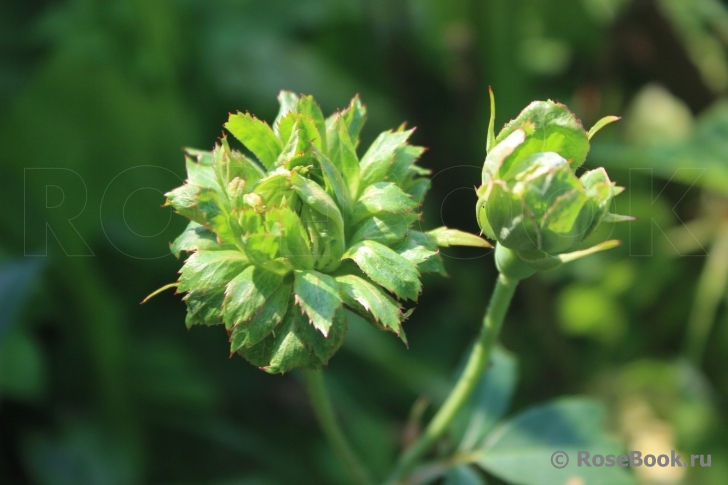 Viridiflora