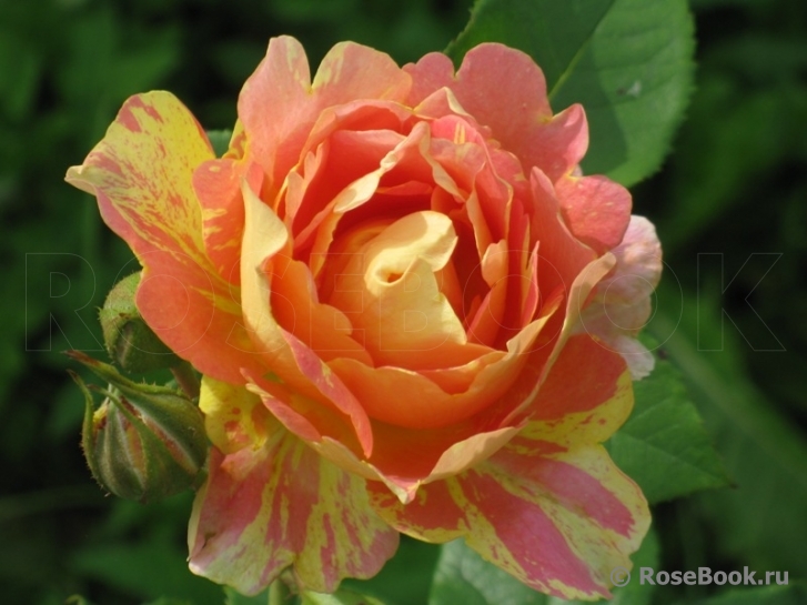 Rose des Cisterciens 