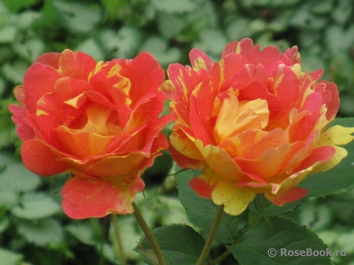 Rose des Cisterciens 