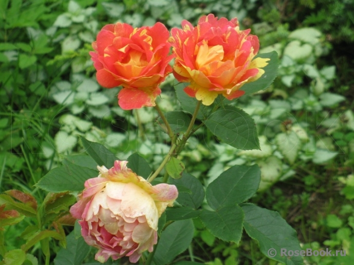 Rose des Cisterciens 