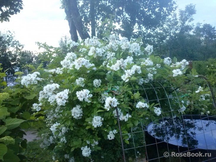 Rosa multiflora