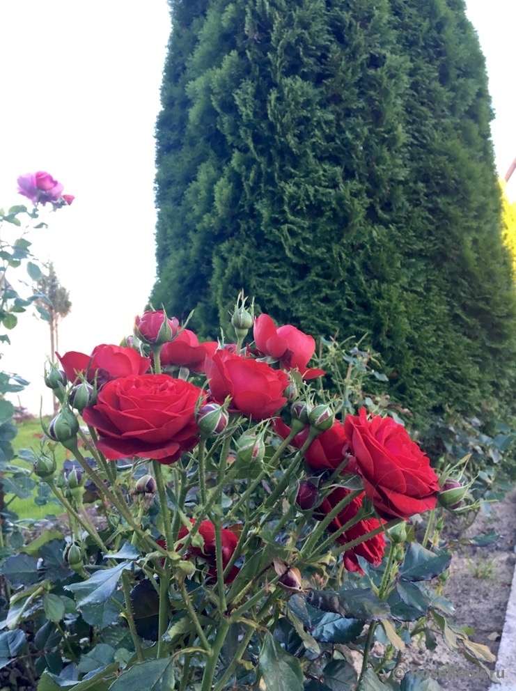 Insel Mainau