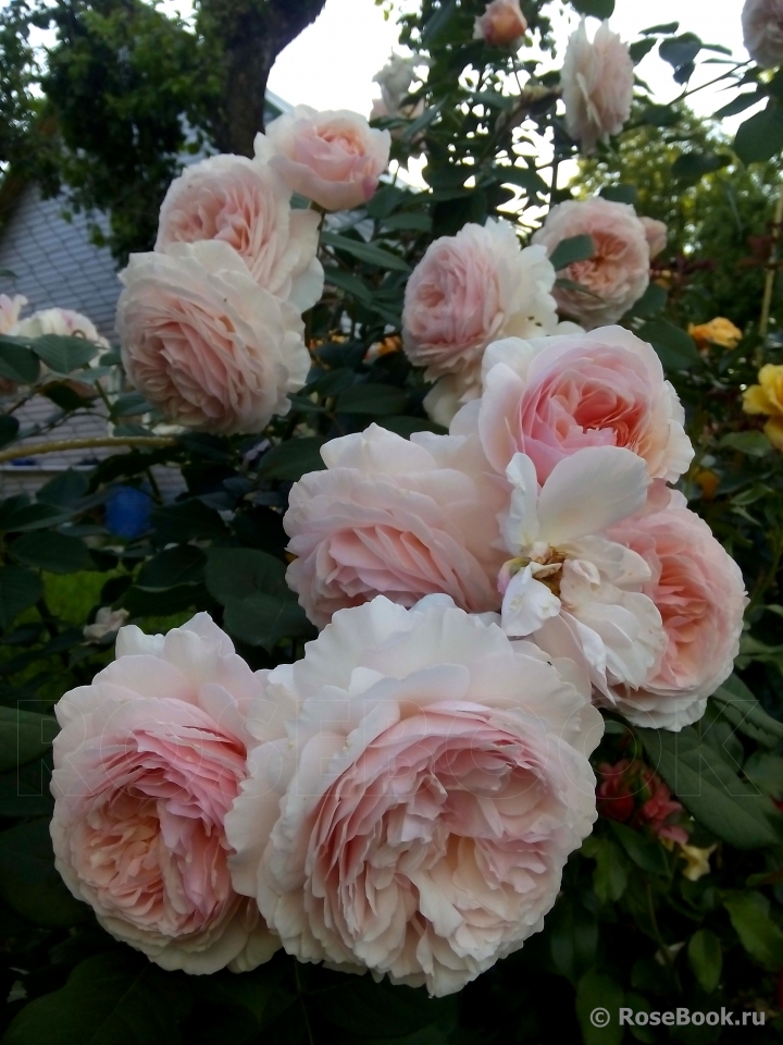 A Shropshire Lad