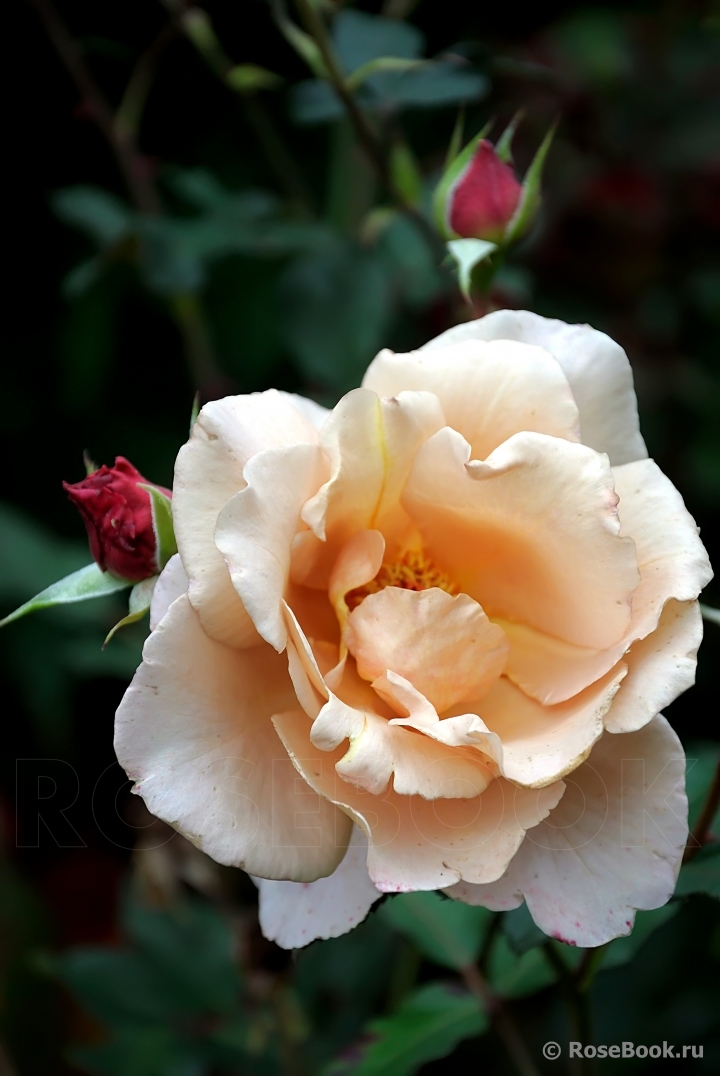 Julia's Rose