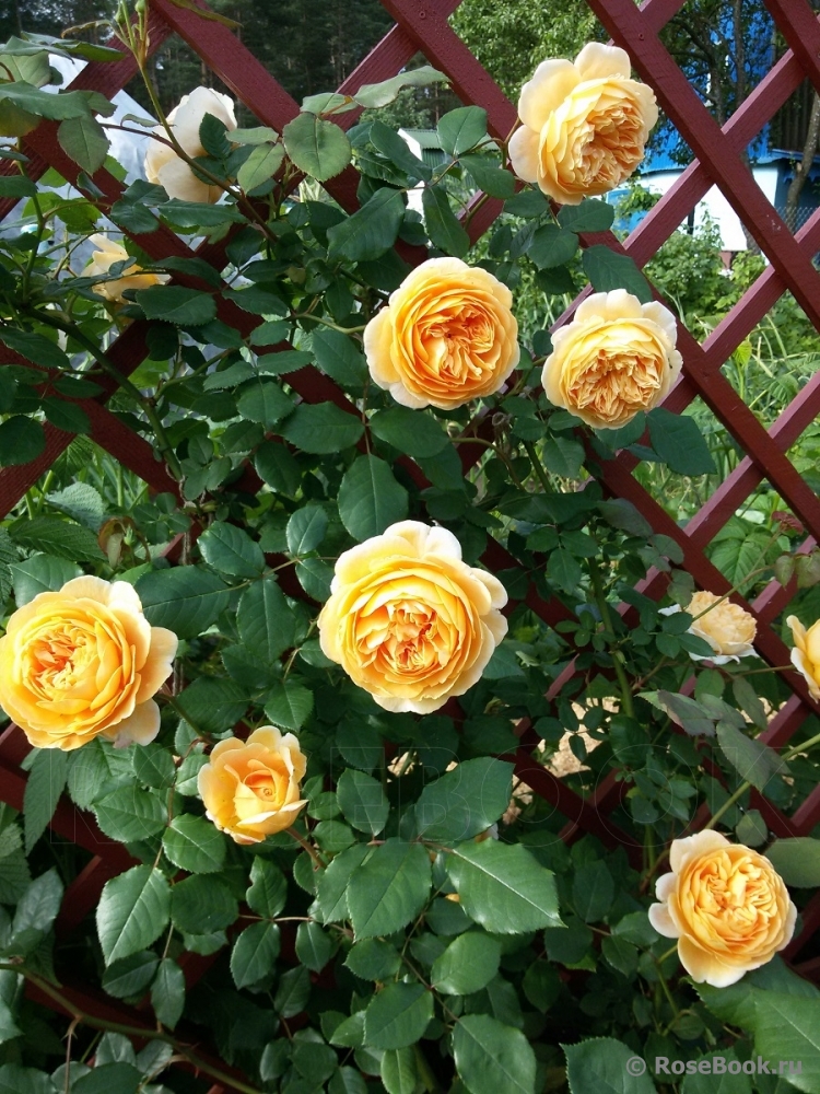 Crown Princess Margareta®