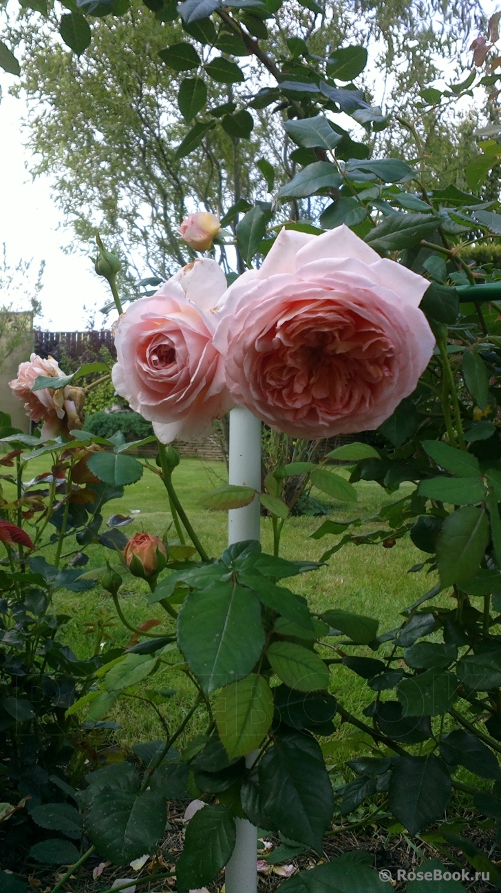 Abraham Darby