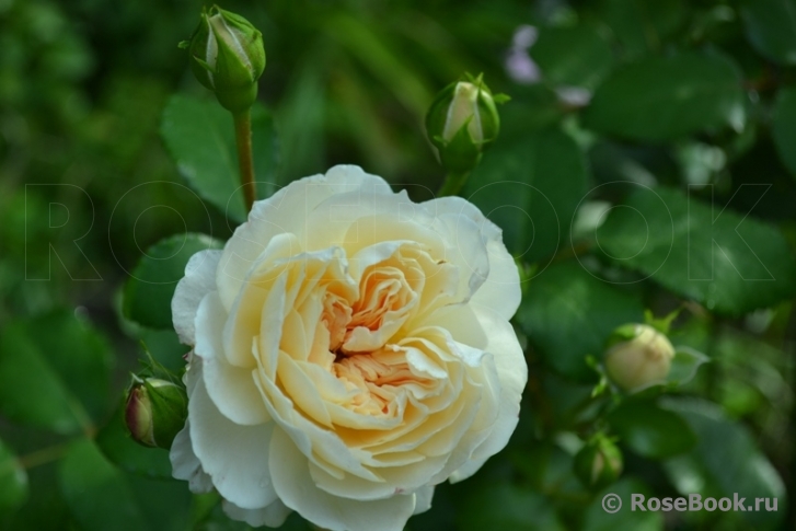 Jardins de l’Essonne 