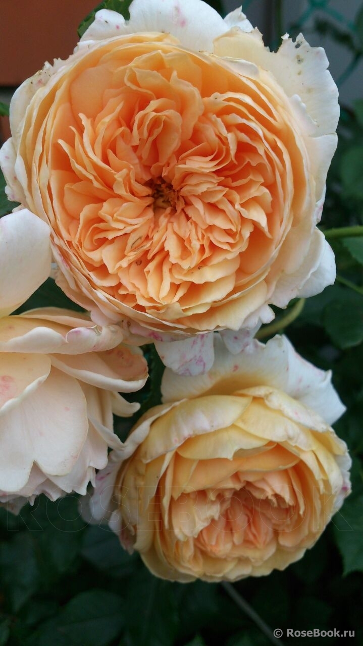 Crown Princess Margareta®