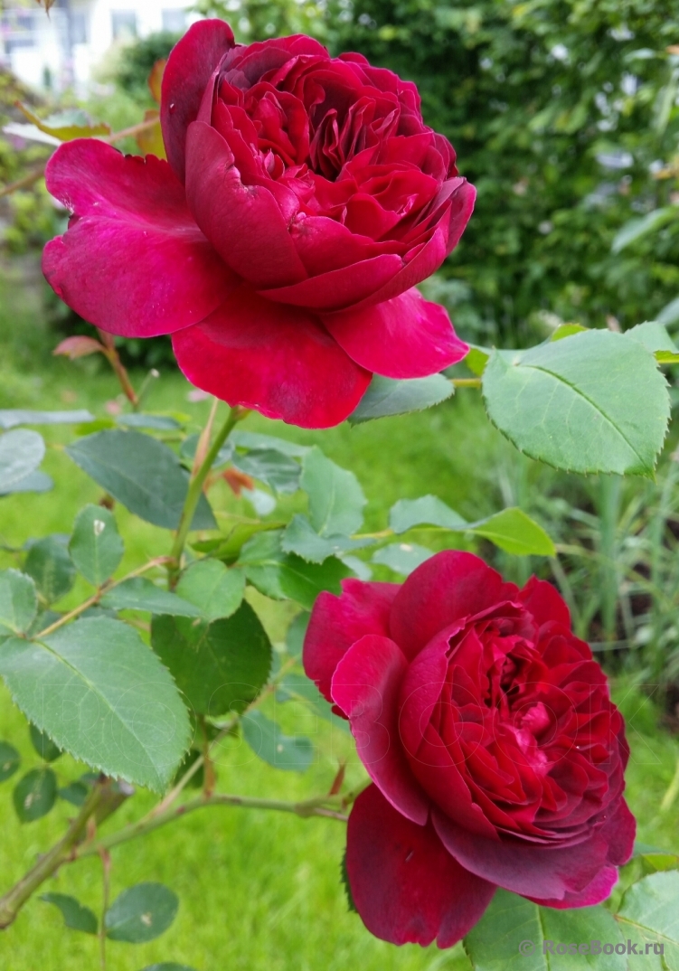 Darcey Bussell 