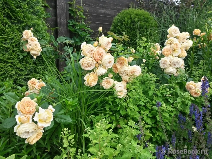 Crown Princess Margareta®