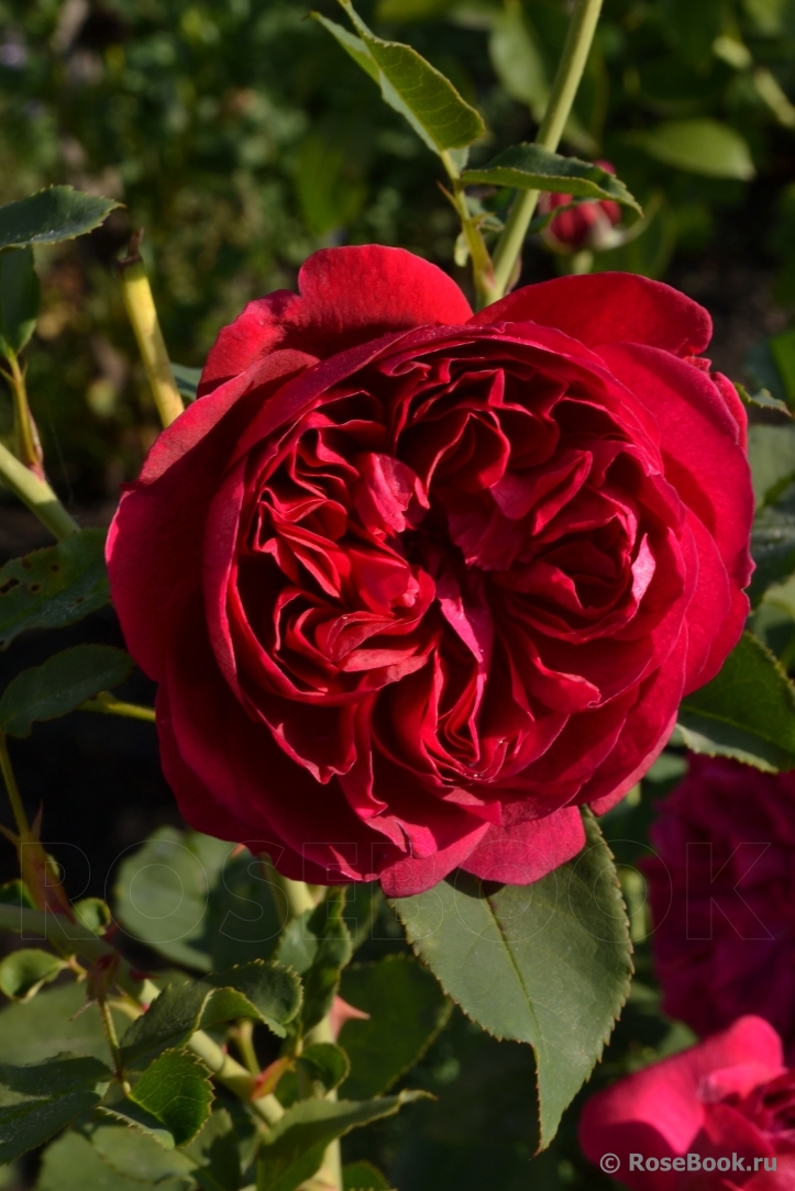 Darcey Bussell 