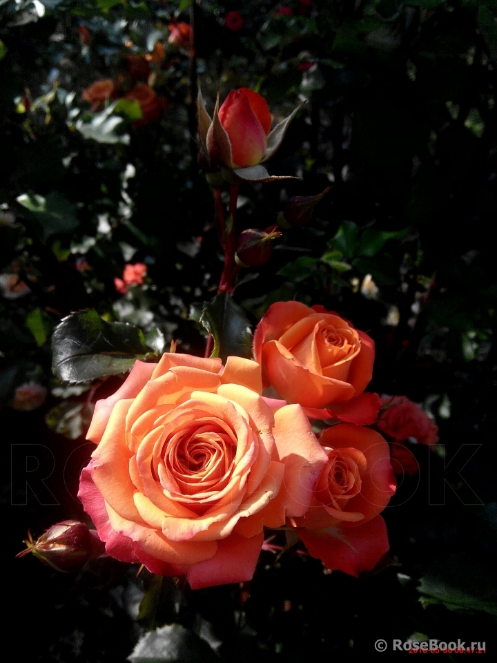 Orange Babyflor 