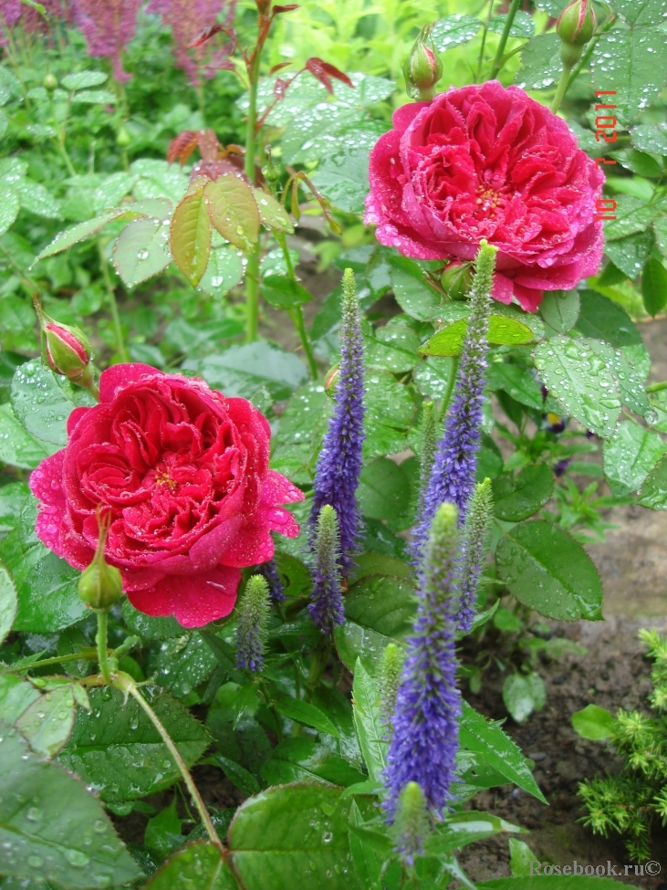 Darcey Bussell 