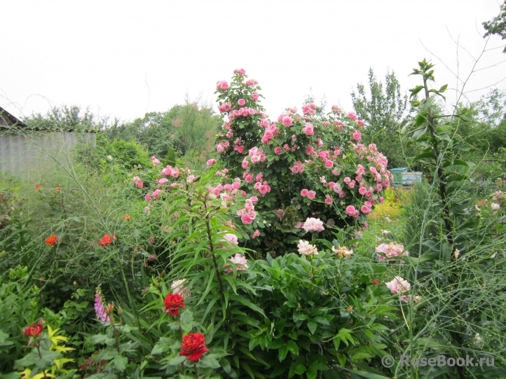 Prairie Joy