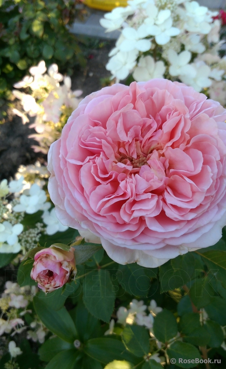 Abraham Darby