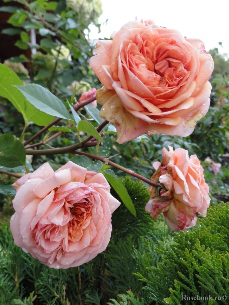 Abraham Darby