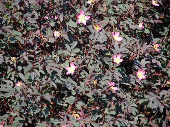 Rosa glauca 