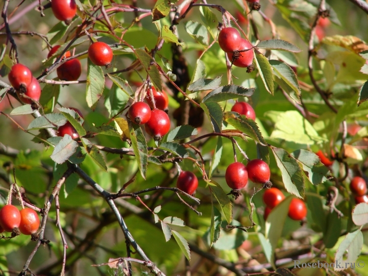 Rosa glauca 