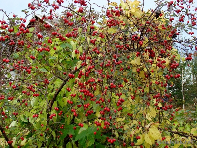 Rosa glauca 