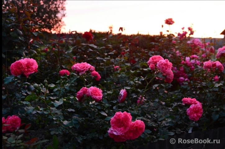 Rosarium Uetersen