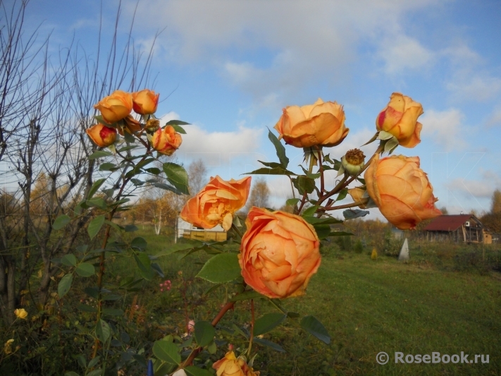 Lady of Shalott 