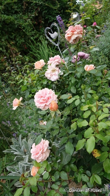 Garden of Roses 