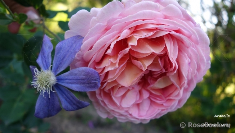 Abraham Darby