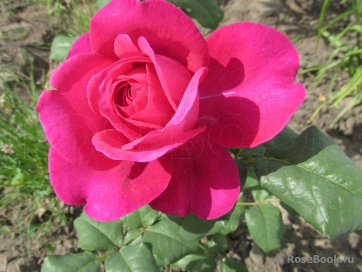 Johann Wolfgang von Goethe Rose®