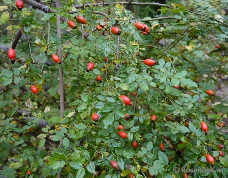 Rosa canina 'Pfanders'