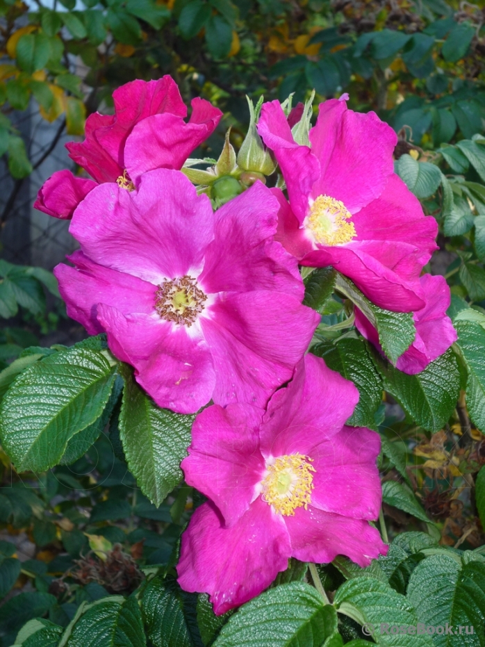 Rosa rugosa rubra