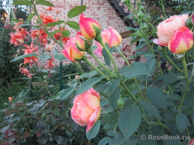 Lady of Shalott 