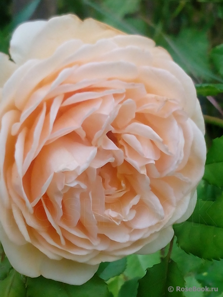 Crown Princess Margareta®