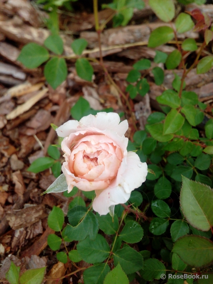 Abraham Darby