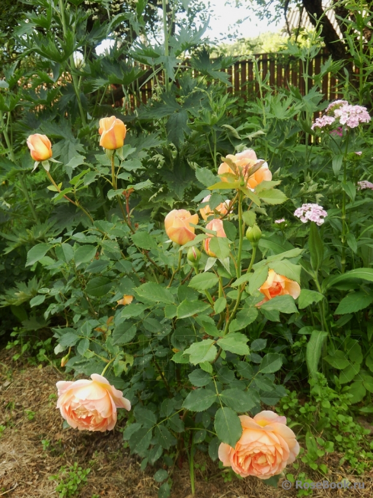 Lady of Shalott 