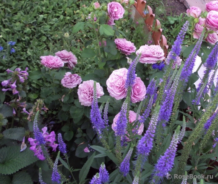 Lavender Ice