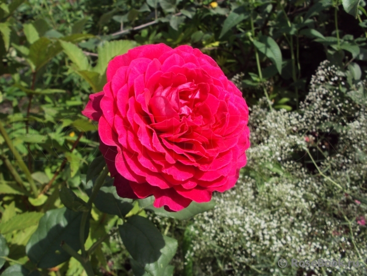 Johann Wolfgang von Goethe Rose®