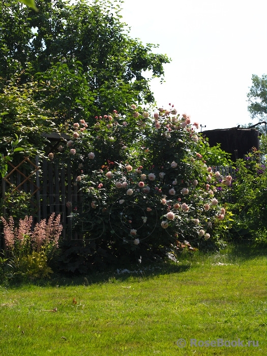 A Shropshire Lad