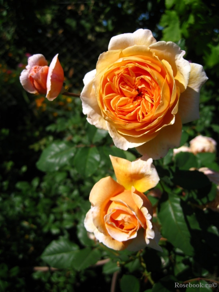 Crown Princess Margareta®