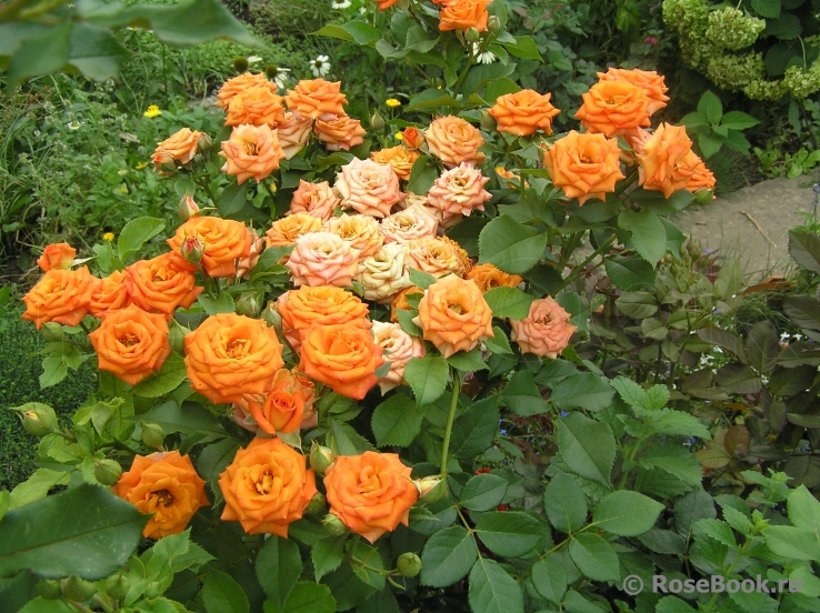 Orange Babyflor 