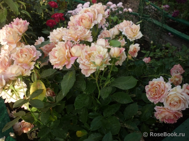 Rose des Cisterciens 