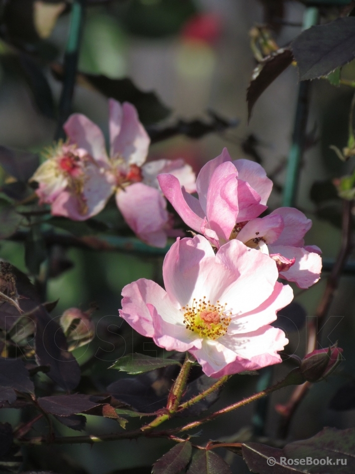 Rosy Cushion 