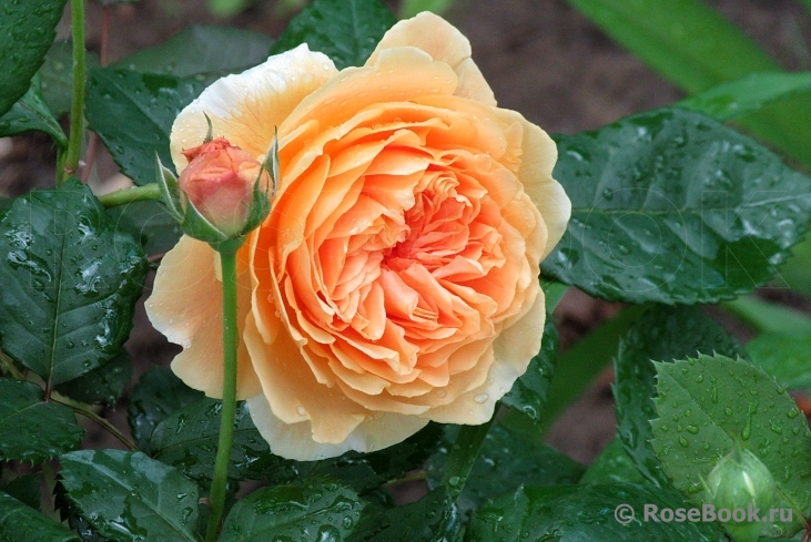 Crown Princess Margareta®